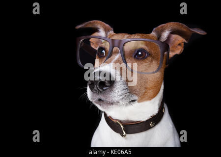 Jack Russell Terrier Hund auf schwarzem Hintergrund isoliert an Sie mit Lesebrille, sehr smart Stockfoto