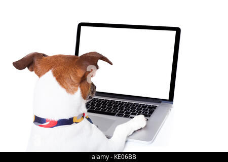 Jack Russell hund Buchung, Suche oder Browsing online im Internet mit einem Laptop-PC und Bildschirm, auf weißem Hintergrund Stockfoto