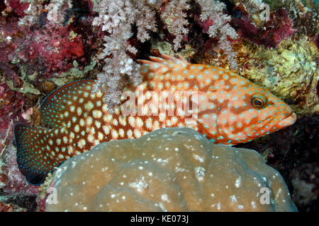 Blaupunktrochen Grouper, Cephalopholis cyanostigma. Auch als blaupunktrochen Rockcod bekannt. Stockfoto