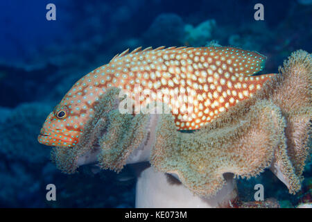 Blaupunktrochen Grouper, Cephalopholis cyanostigma. Auch als blaupunktrochen Rockcod bekannt. Stockfoto