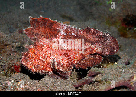 Blatt Skorpionfisch, Taenianotus triacanthus, rote Variation. Auch bekannt als Paperfish und Paper Scorpionfish. Tulamben, Bali, Indonesien. Stockfoto