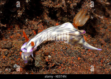 Nacktschnecken, Doris zephyra, zeigt die radula. Tulamben, Bali, Indonesien. Bali Sea, Indischer Ozean Stockfoto