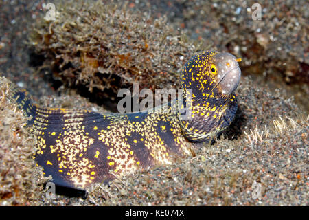 Schneeflocke Muränen, Echidna nebulosa. Tulamben, Bali, Indonesien. Bali Sea, Indischer Ozean Stockfoto