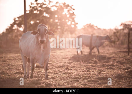 Rinder im Freien mit dem Sonnenuntergang im Hintergrund. Stockfoto
