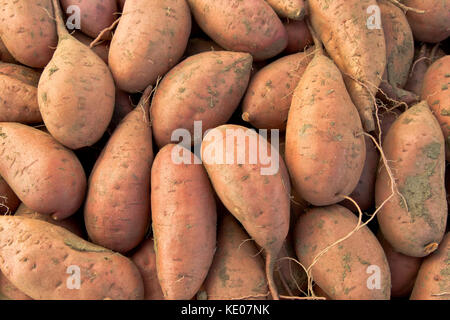 Kamote Knollen, Sorte von Süßkartoffeln' Ipomoea batatas', philippinische Heilpflanzen Kräuter Pflanze. Stockfoto