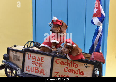 Kleine Hunde gekleidet für Weihnachten zu unterhalten Touristen il alten Havanna Kuba Stockfoto