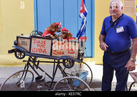 Kleine Hunde gekleidet für Weihnachten zu unterhalten Touristen il alten Havanna Kuba Stockfoto