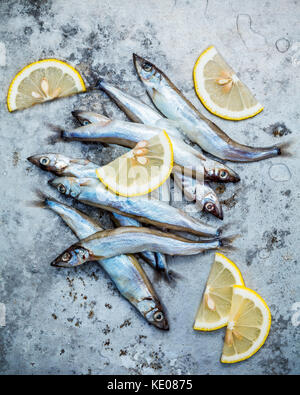 Frische Fische fangen shishamo voll Eier flach auf schäbige Metall Hintergrund. shishamo Fisch ist Fisch für die japanische Küche kochen Tempura. Frische sh Stockfoto