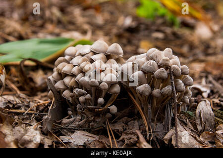 Nahaufnahme der Familie der Pilze wächst auf dem Waldboden unter Moos und Laub im Herbst. Stockfoto