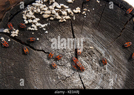 Kolonie der Brandstifter, die auch als pyrrhocoris apterus auf einem Baumstamm, Moose und Pilze wachsen auf dem alten Baum bekannt. Stockfoto