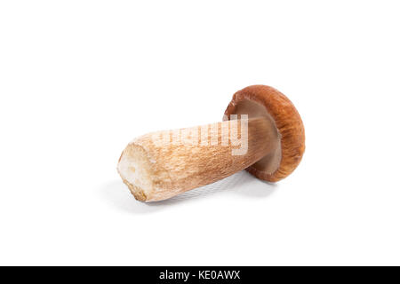 Im Herbst erstaunliche genießbare Pilz Boletus Edulis (king bolete) als Porcini-pilzen auf weißem Hintergrund bekannt geerntet. Stockfoto