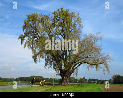 Schwarzpappel (populus nigra) in der Nähe von weslarn, Bad Sassendorf, Kreis Soest, NRW, Deutschland / schwarz-Pappel (populus nigra) bei weslarn, Bad Sassendorf, Kre Stockfoto