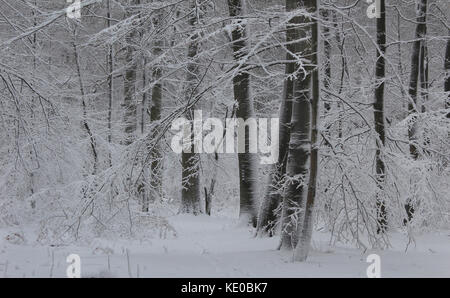 Winter Forest in der Nähe von Arnsberg, Naturpark Arnsberger Wald, Hochsauerlandkreis, Sauerland, NRW, Deutschland/Winterwald bei Arnsberg, Naturpark Arnsberger wa Stockfoto