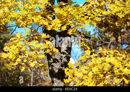 Schöne Herbst Wald Hintergrund im Sonnenlicht, Herbst im Freien Natur Stockfoto