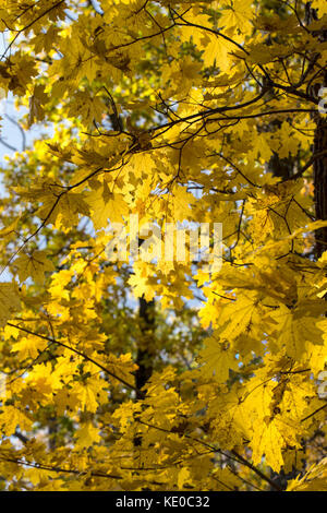 Schönen Herbst Hintergrund mit Eiche Laub Stockfoto