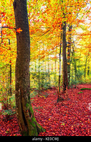 Herbst Wald vertikale Hintergrund, gelbe und rote Blätter an den Bäumen Stockfoto