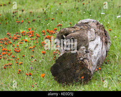 Baby raccoon Erkunden einer mit orangen Blüten im Hintergrund anmelden Stockfoto