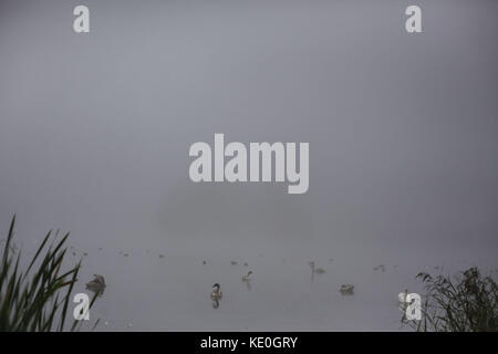 Kolomija, Ukraine. Oktober 2017. Natur: Herbstwald Credit: Nazar Gonchar/ZUMA Wire/Alamy Live News Stockfoto