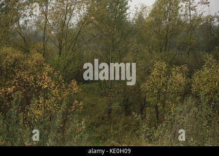 Kolomiya, Ukraine. 17 Okt, 2017. Natur: Herbst Wald Credit: nazar Gontschar/zuma Draht/alamy leben Nachrichten Stockfoto