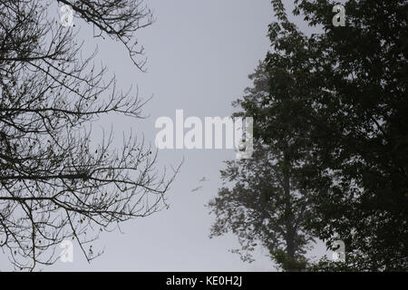 Kolomija, Ukraine. Oktober 2017. Natur: Herbstwald Credit: Nazar Gonchar/ZUMA Wire/Alamy Live News Stockfoto