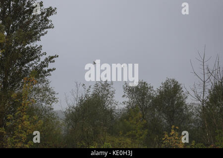 Kolomija, Ukraine. Oktober 2017. Natur: Herbstwald Credit: Nazar Gonchar/ZUMA Wire/Alamy Live News Stockfoto