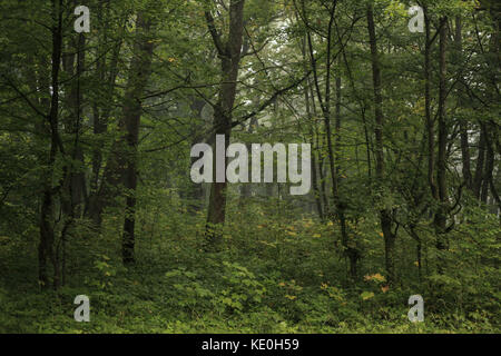 Kolomiya, Ukraine. 17 Okt, 2017. Natur: Herbst Wald Credit: nazar Gontschar/zuma Draht/alamy leben Nachrichten Stockfoto