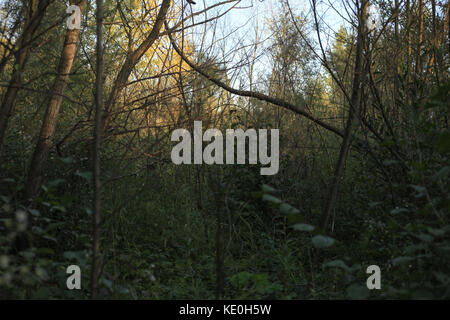 Kolomija, Ukraine. Oktober 2017. Natur: Herbstwald Credit: Nazar Gonchar/ZUMA Wire/Alamy Live News Stockfoto