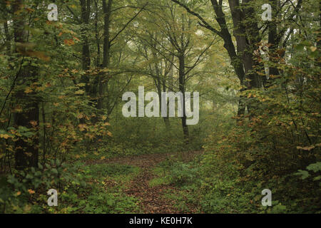 Kolomija, Ukraine. Oktober 2017. Natur: Herbstwald Credit: Nazar Gonchar/ZUMA Wire/Alamy Live News Stockfoto