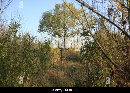 Kolomiya, Ukraine. 17 Okt, 2017. Natur: Herbst Wald Credit: nazar Gontschar/zuma Draht/alamy leben Nachrichten Stockfoto