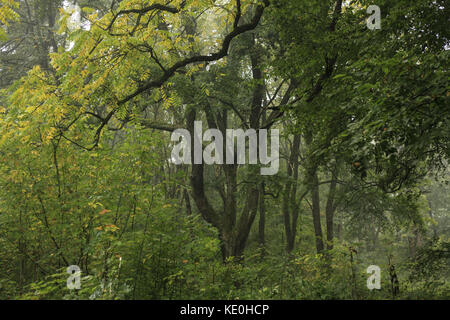 Kolomiya, Ukraine. 17 Okt, 2017. Natur: Herbst Wald Credit: nazar Gontschar/zuma Draht/alamy leben Nachrichten Stockfoto