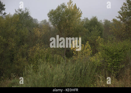 Kolomija, Ukraine. Oktober 2017. Natur: Herbstwald Credit: Nazar Gonchar/ZUMA Wire/Alamy Live News Stockfoto