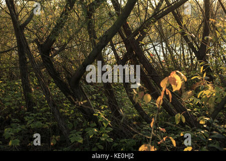 Kolomija, Ukraine. Oktober 2017. Natur: Herbstwald Credit: Nazar Gonchar/ZUMA Wire/Alamy Live News Stockfoto