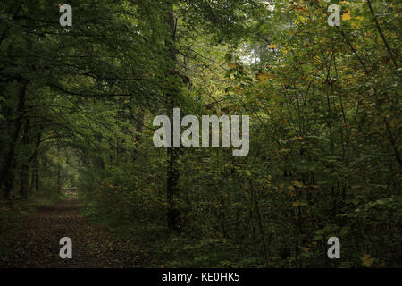 Kolomija, Ukraine. Oktober 2017. Natur: Herbstwald Credit: Nazar Gonchar/ZUMA Wire/Alamy Live News Stockfoto