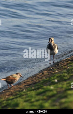 Buckinghamshire 17. Oktober 2017. UK Wildtiere, Vögel Verhalten am Wasser, Willen Lake, Milton Keynes, Buckinghamshire, England, UK. Stockfoto