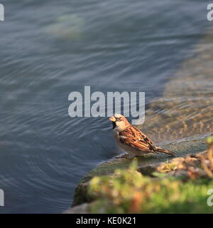 Buckinghamshire 17. Oktober 2017. UK Wildtiere, Vögel Verhalten am Wasser, Willen Lake, Milton Keynes, Buckinghamshire, England, UK. Stockfoto