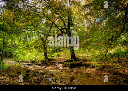 Bolton, Lancashire, UK. 17 Okt, 2017. Herrliche Herbst Sonne leuchtet smithills Hall Woods, Bolton, Lancashire. Bild per Kreditkarte: Paul heyes/alamy leben Nachrichten Stockfoto