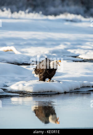 Das Geschrei der Weißkopfseeadler (haliaeetus leucocephalus) auf dem Schnee. Alaska Stockfoto