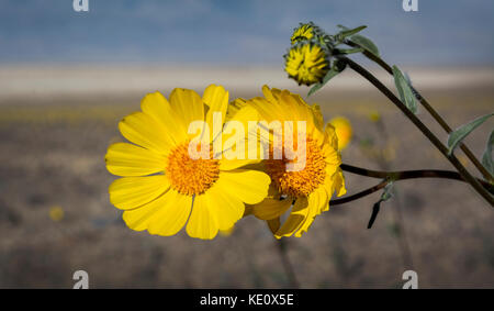 Wüstensonnenblumen, Death Valley National Park, Kalifornien Stockfoto