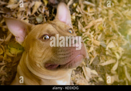 Foto von selfie gelb Terrier Hund Stockfoto