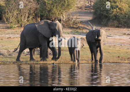 Afrikanische Elefanten trinken an einer Wasserstelle im Chobe National Park, Botswana Stockfoto