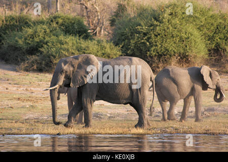 Der afrikanische Elefant stehend an einer Wasserstelle im Chobe National Park, Botswana Stockfoto