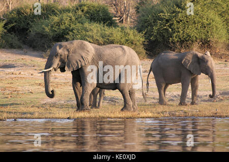 Afrikanische Elefanten an einer Wasserstelle im Chobe National Park, Botswana Stockfoto