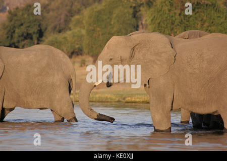 Afrikanische Elefanten im Chobe Fluß, Botswana Stockfoto