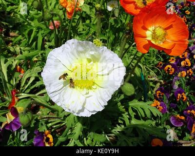 Zwei Mohnblumen in einem blumenbeet von Veilchen in einem Park in Australien mit zwei Bienen Pollen sammeln Stockfoto