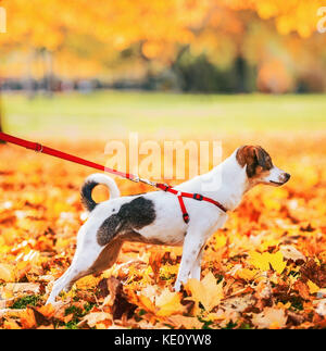 Closeup auf Hund an der Leine im Freien im Herbst Stockfoto