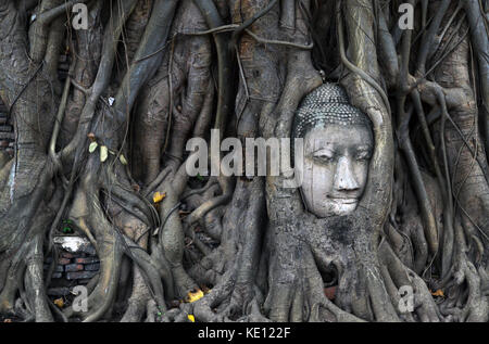 Wahrscheinlich das Symbol von Ayutthaya Historical Park. Der Kopf des Buddha, die in einem Baum gefangen. pic in Thailand aufgenommen wurde, Januar 2015. Stockfoto