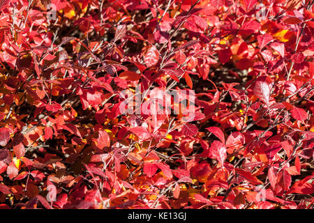 Duftende sumac, Rhus aromatica'Gro-low-, Herbst Laub Stockfoto