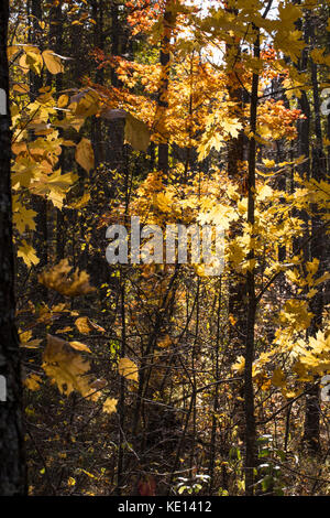 Beautiful autumn forest background in sunlight, fall outdoor nature Stockfoto