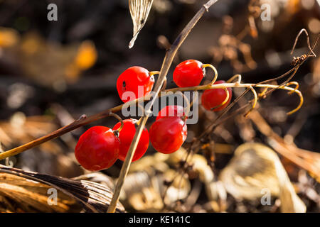 Maiglöckchen Beeren im Herbst Sonnenlicht Stockfoto