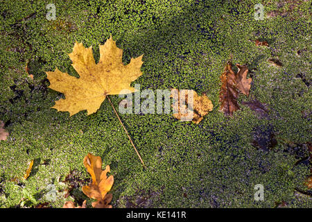 Herbst Ahorn Blatt im Sonnenlicht auf der grünen Wasserlinsen Hintergrund Stockfoto